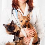veterinario-cuidados